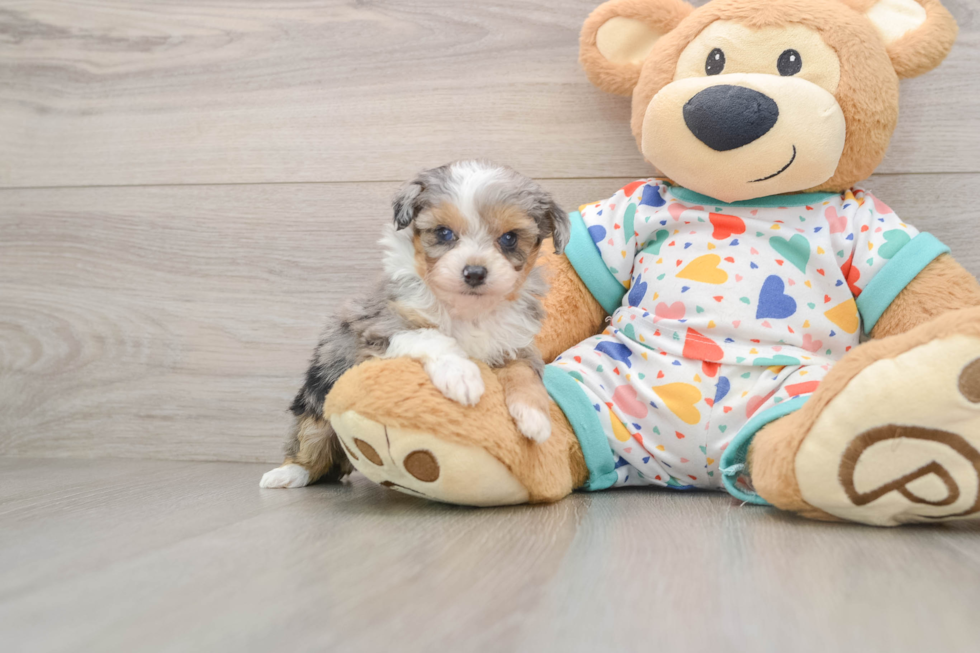 Cute Mini Aussiedoodle Baby