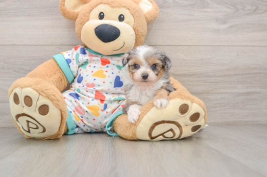 Mini Aussiedoodle Pup Being Cute