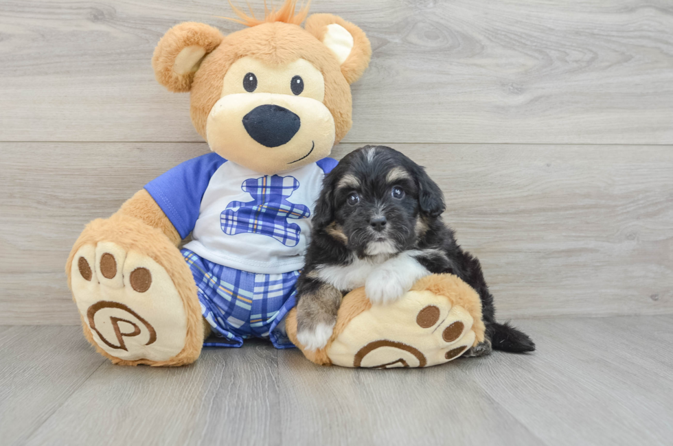 6 week old Mini Aussiedoodle Puppy For Sale - Simply Southern Pups