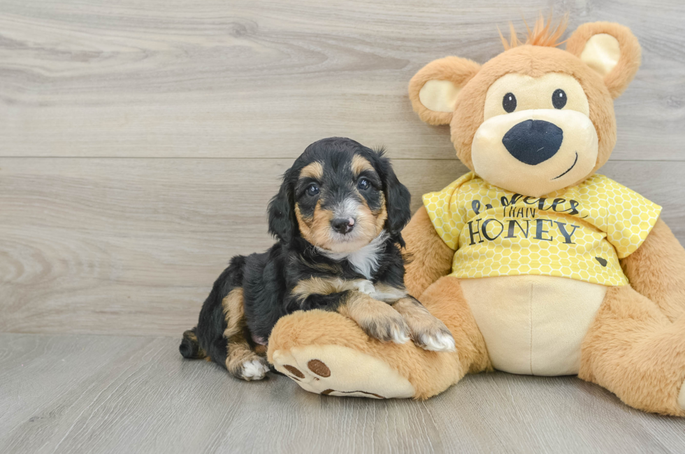 6 week old Mini Aussiedoodle Puppy For Sale - Simply Southern Pups