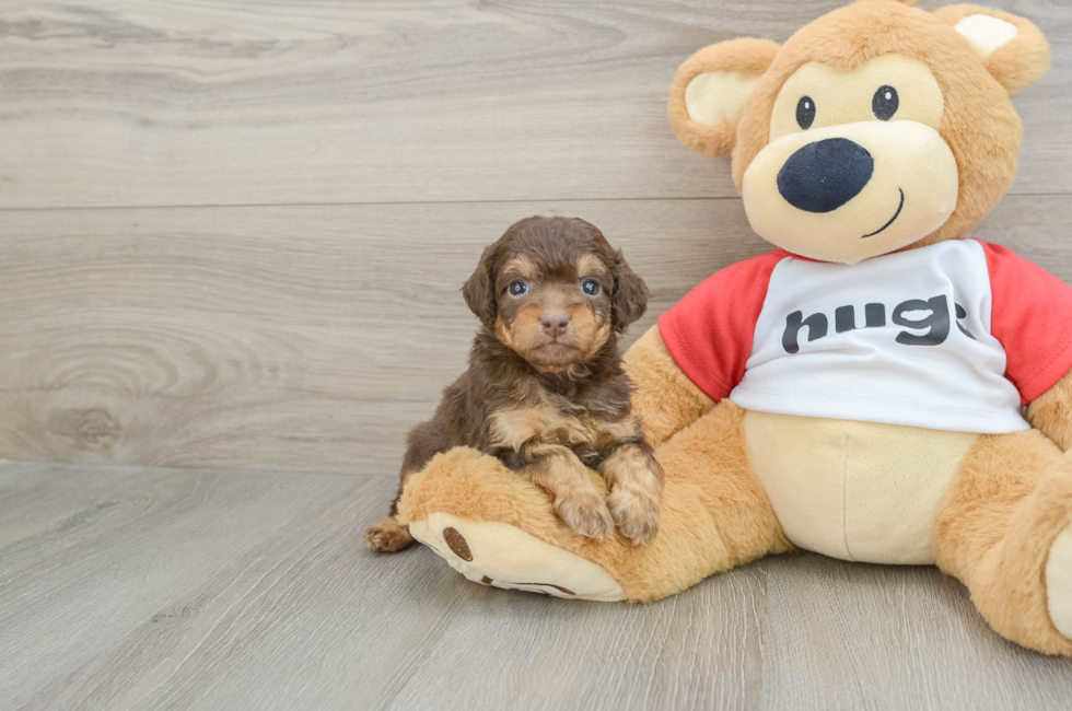 5 week old Mini Aussiedoodle Puppy For Sale - Simply Southern Pups