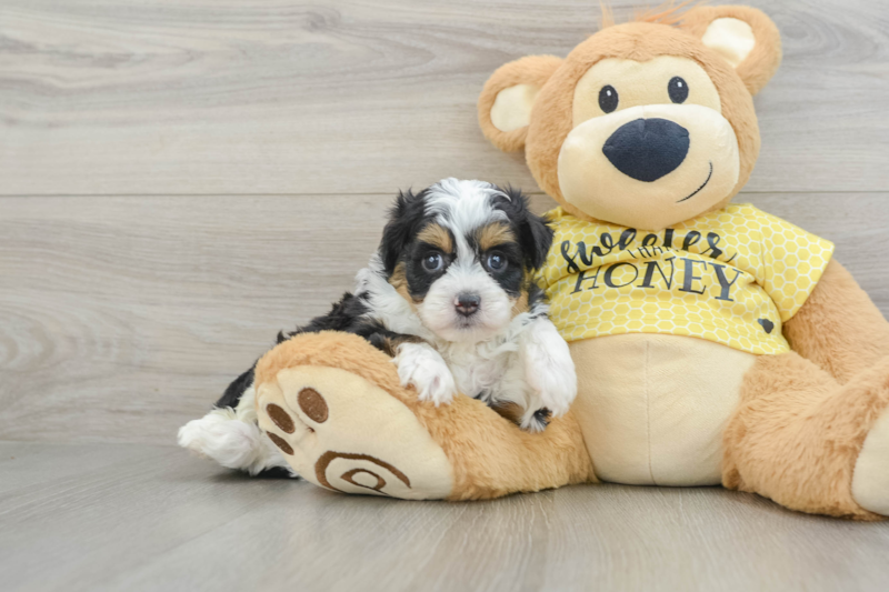 Meet Finnick - our Mini Aussiedoodle Puppy Photo 1/3 - Simply Southern Pups