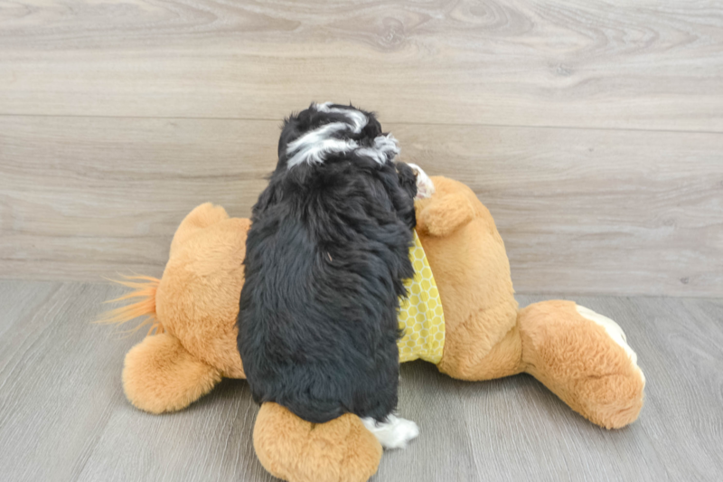 Meet Finnick - our Mini Aussiedoodle Puppy Photo 2/3 - Simply Southern Pups