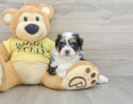 8 week old Mini Aussiedoodle Puppy For Sale - Simply Southern Pups