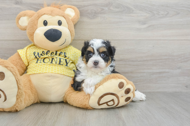 Meet Finnick - our Mini Aussiedoodle Puppy Photo 3/3 - Simply Southern Pups