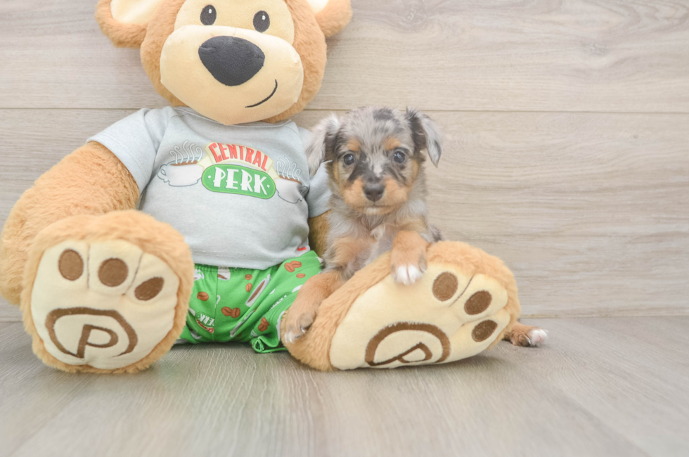 5 week old Mini Aussiedoodle Puppy For Sale - Simply Southern Pups