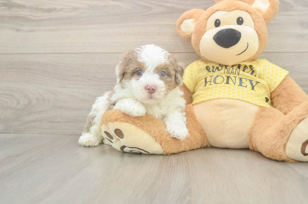 5 week old Mini Aussiedoodle Puppy For Sale - Simply Southern Pups