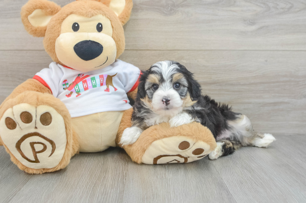 5 week old Mini Aussiedoodle Puppy For Sale - Simply Southern Pups