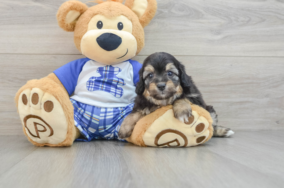 6 week old Mini Aussiedoodle Puppy For Sale - Simply Southern Pups