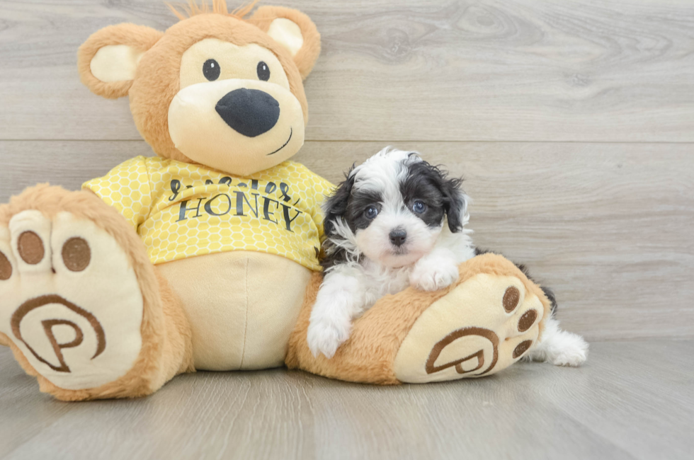 6 week old Mini Aussiedoodle Puppy For Sale - Simply Southern Pups