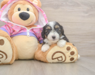 8 week old Mini Aussiedoodle Puppy For Sale - Simply Southern Pups