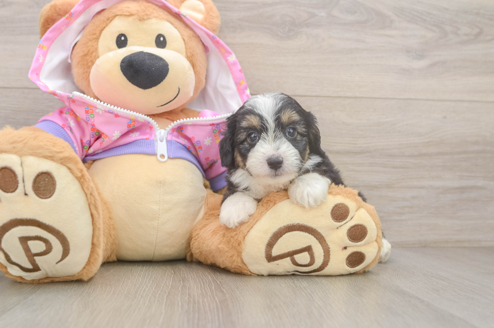 6 week old Mini Aussiedoodle Puppy For Sale - Simply Southern Pups