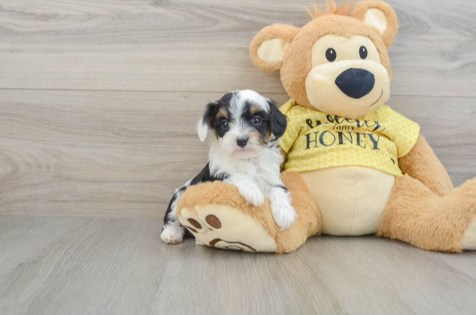 6 week old Mini Aussiedoodle Puppy For Sale - Simply Southern Pups