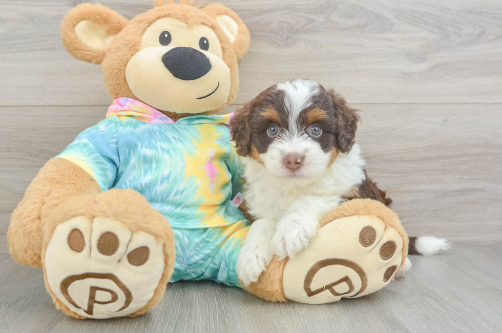 5 week old Mini Aussiedoodle Puppy For Sale - Simply Southern Pups