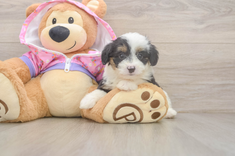 6 week old Mini Aussiedoodle Puppy For Sale - Simply Southern Pups