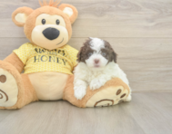 8 week old Mini Aussiedoodle Puppy For Sale - Simply Southern Pups
