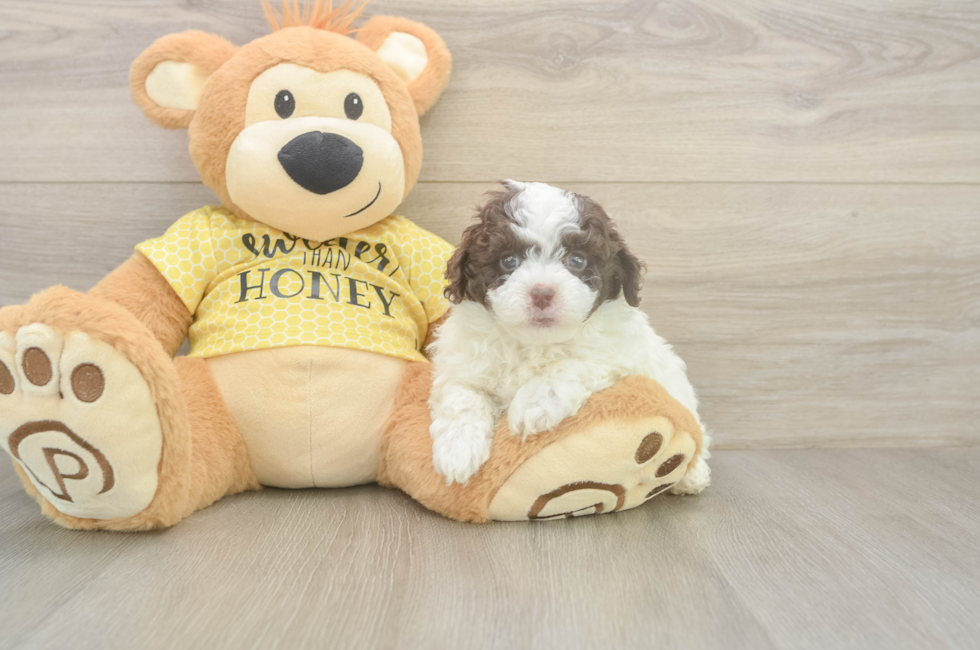 5 week old Mini Aussiedoodle Puppy For Sale - Simply Southern Pups