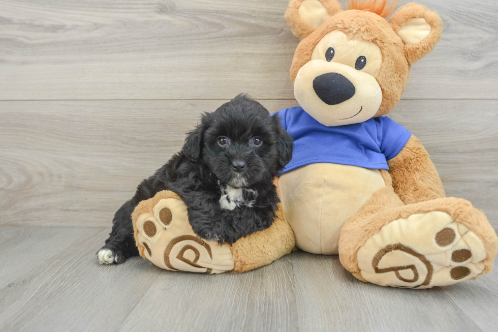 Mini Aussiedoodle Pup Being Cute