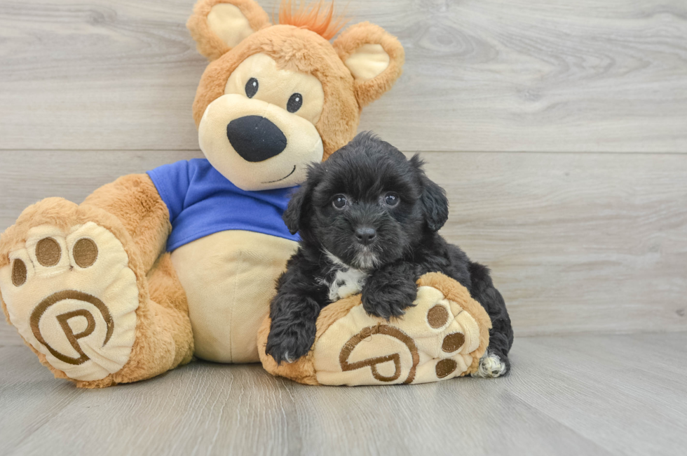 8 week old Mini Aussiedoodle Puppy For Sale - Simply Southern Pups