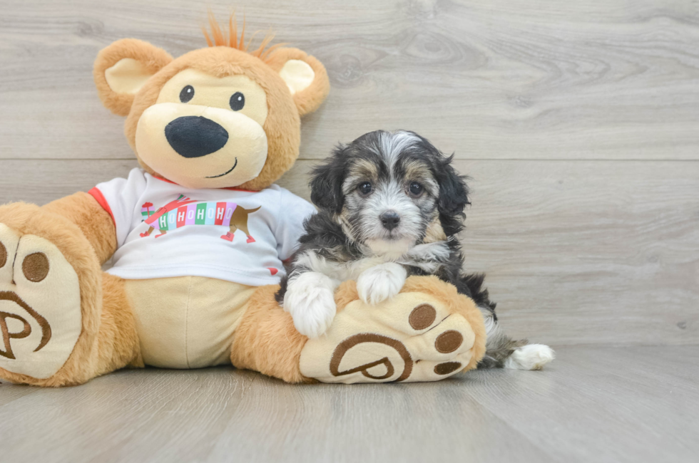 5 week old Mini Aussiedoodle Puppy For Sale - Simply Southern Pups