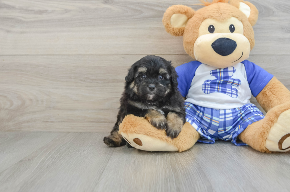 6 week old Mini Aussiedoodle Puppy For Sale - Simply Southern Pups