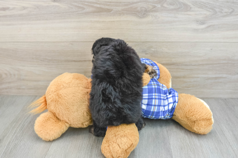 Energetic Aussie Poo Poodle Mix Puppy