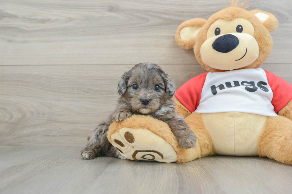 5 week old Mini Aussiedoodle Puppy For Sale - Simply Southern Pups