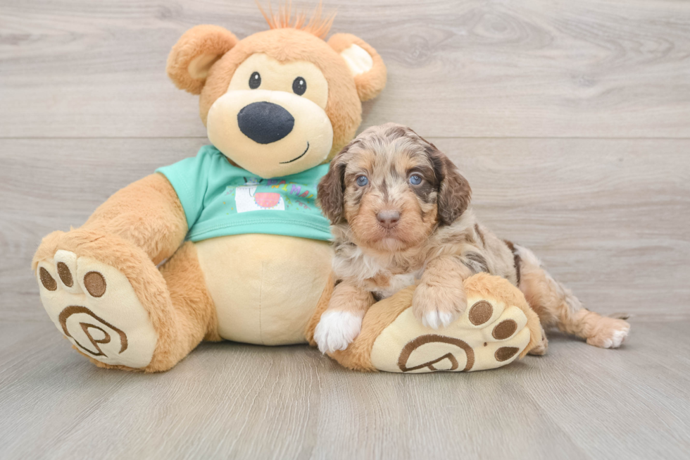 Mini Aussiedoodle Pup Being Cute