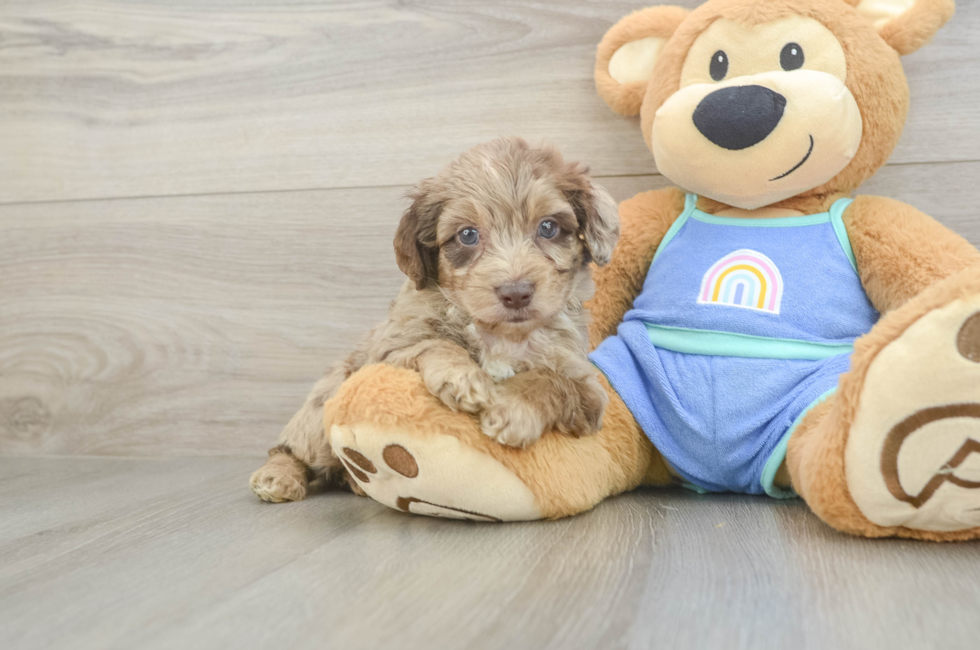 5 week old Mini Aussiedoodle Puppy For Sale - Simply Southern Pups