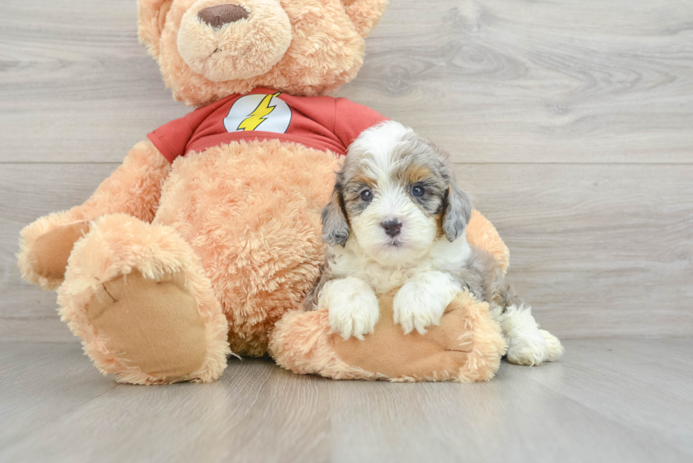 Hypoallergenic Aussiepoo Poodle Mix Puppy