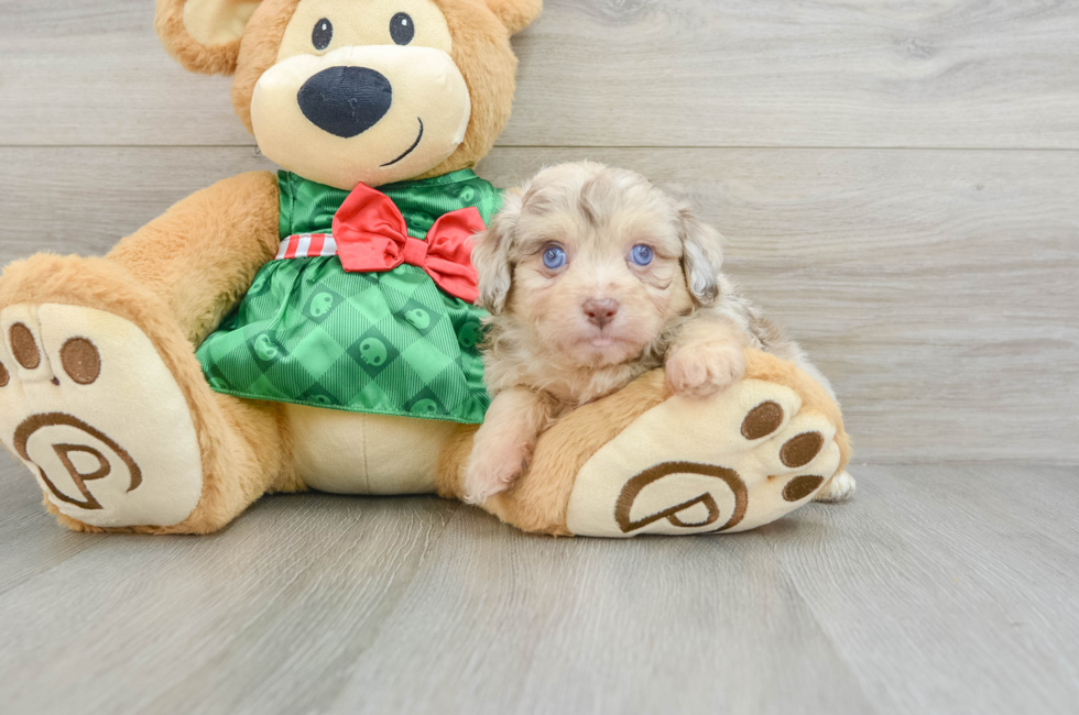 6 week old Mini Aussiedoodle Puppy For Sale - Simply Southern Pups