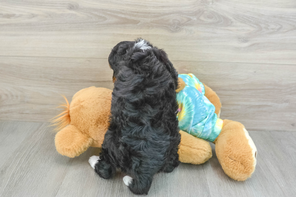 Best Mini Aussiedoodle Baby