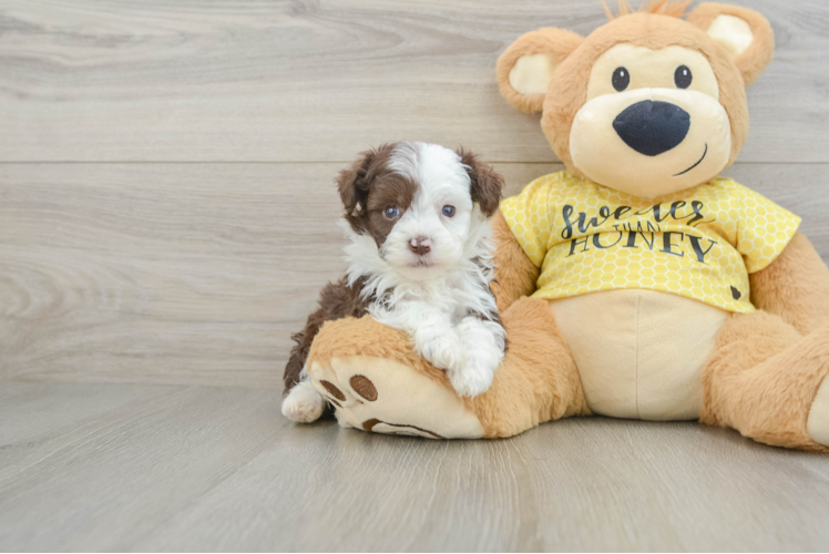 Mini Aussiedoodle Pup Being Cute