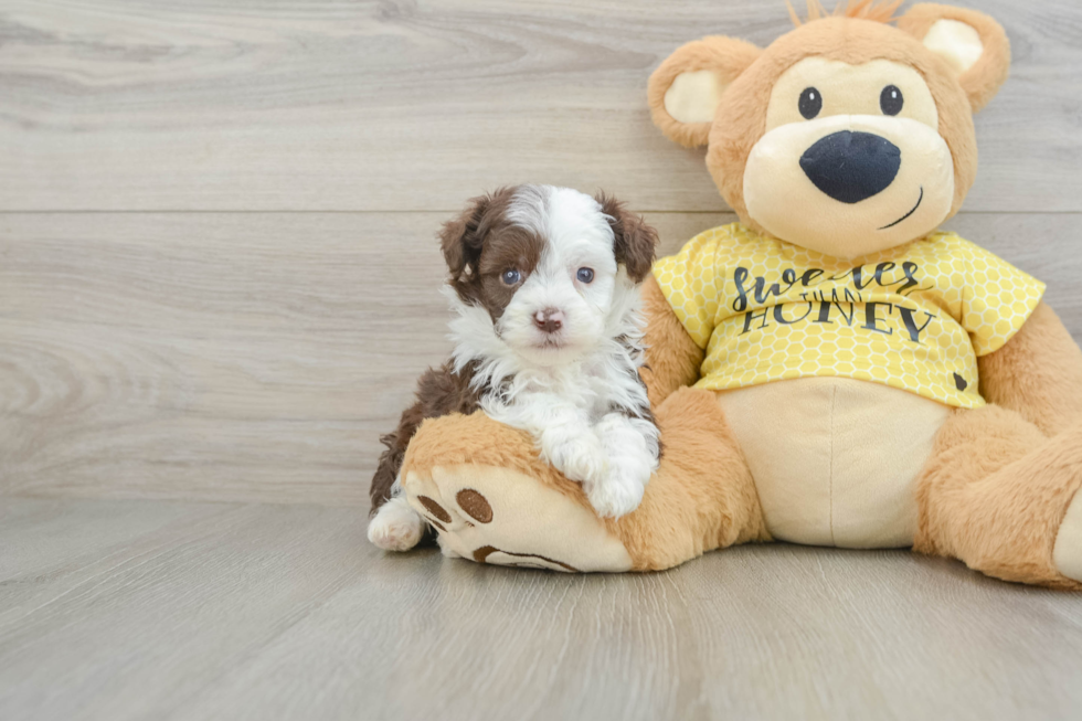 Mini Aussiedoodle Pup Being Cute