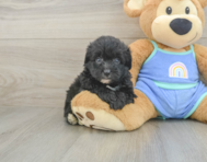 6 week old Mini Aussiedoodle Puppy For Sale - Simply Southern Pups