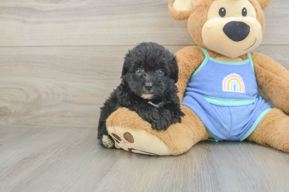 5 week old Mini Aussiedoodle Puppy For Sale - Simply Southern Pups