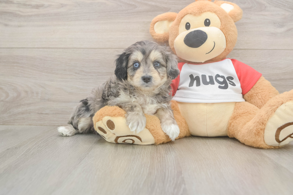 Meet Gambit - our Mini Aussiedoodle Puppy Photo  1/3 - Simply Southern Pups Mini Aussiedoodle Puppy for Adoption