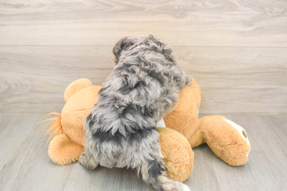Meet Gambit - our Mini Aussiedoodle Puppy Photo  3/3 - Simply Southern Pups Happy Mini Aussiedoodle Baby