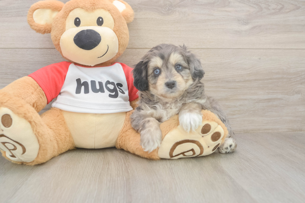 Meet Gambit - our Mini Aussiedoodle Puppy Photo  2/3 - Simply Southern Pups Mini Aussiedoodle Puppy for Adoption