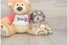 Meet Gambit - our Mini Aussiedoodle Puppy Photo  2/3 - Simply Southern Pups Mini Aussiedoodle Puppy for Adoption