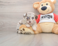 5 week old Mini Aussiedoodle Puppy For Sale - Simply Southern Pups