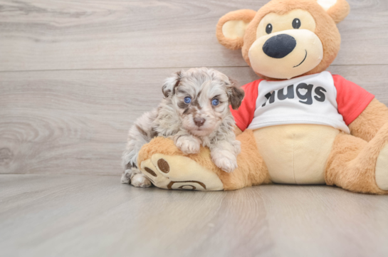 Best Mini Aussiedoodle Baby