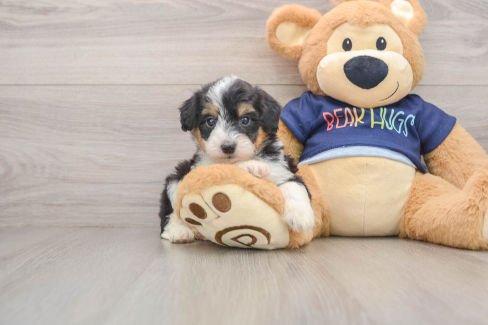 Cute Mini Aussiedoodle Baby