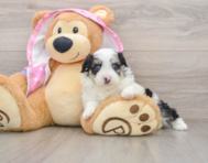 6 week old Mini Aussiedoodle Puppy For Sale - Simply Southern Pups