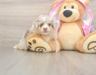 6 week old Mini Aussiedoodle Puppy For Sale - Simply Southern Pups