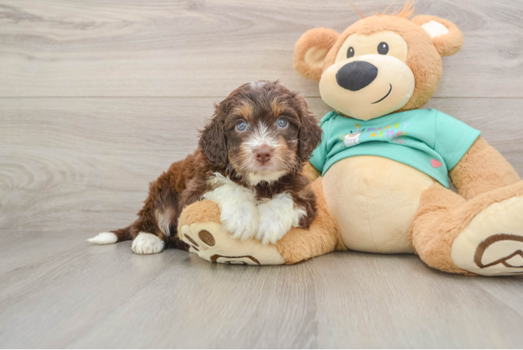 Mini Aussiedoodle Puppy for Adoption