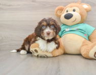5 week old Mini Aussiedoodle Puppy For Sale - Simply Southern Pups