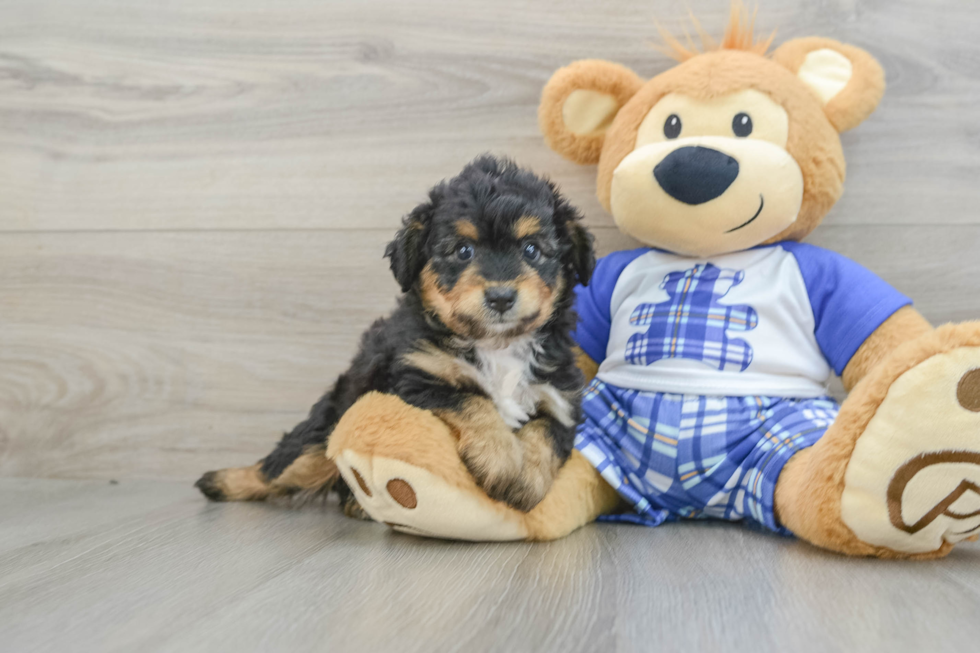 Best Mini Aussiedoodle Baby