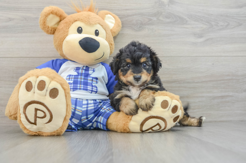 6 week old Mini Aussiedoodle Puppy For Sale - Simply Southern Pups