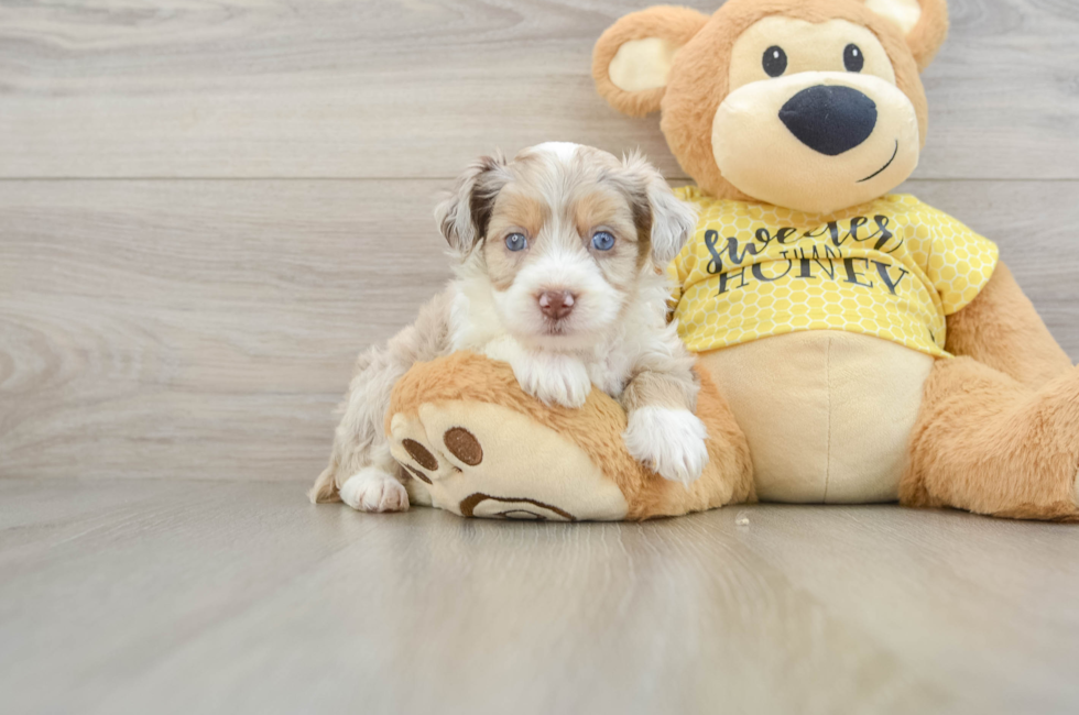 5 week old Mini Aussiedoodle Puppy For Sale - Simply Southern Pups